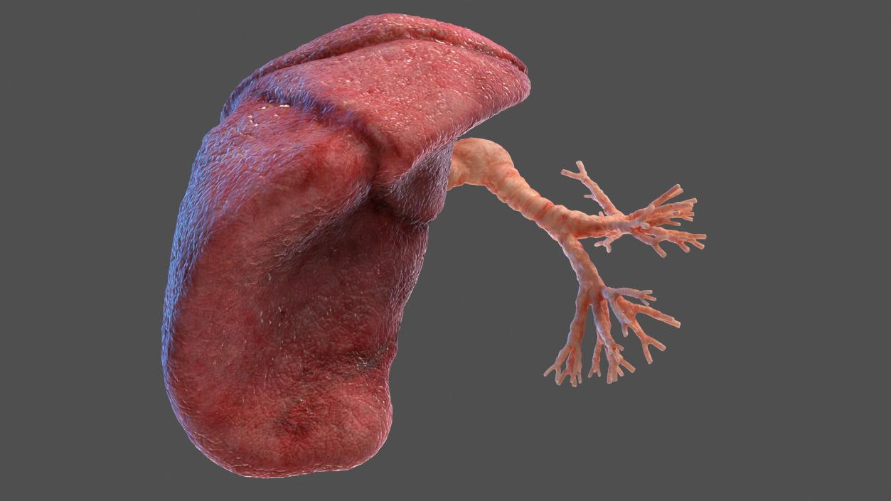 3D Human Lung Right and Bronchi model