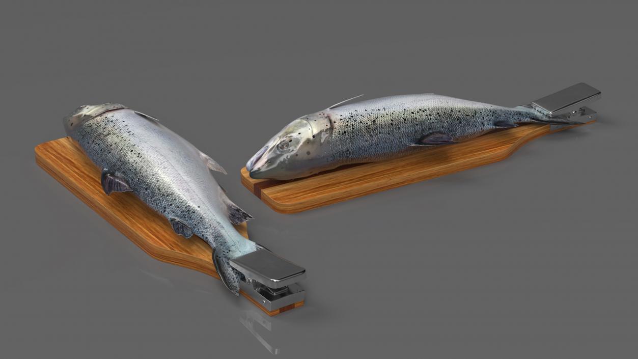 Fillet Board with Salmon 3D model