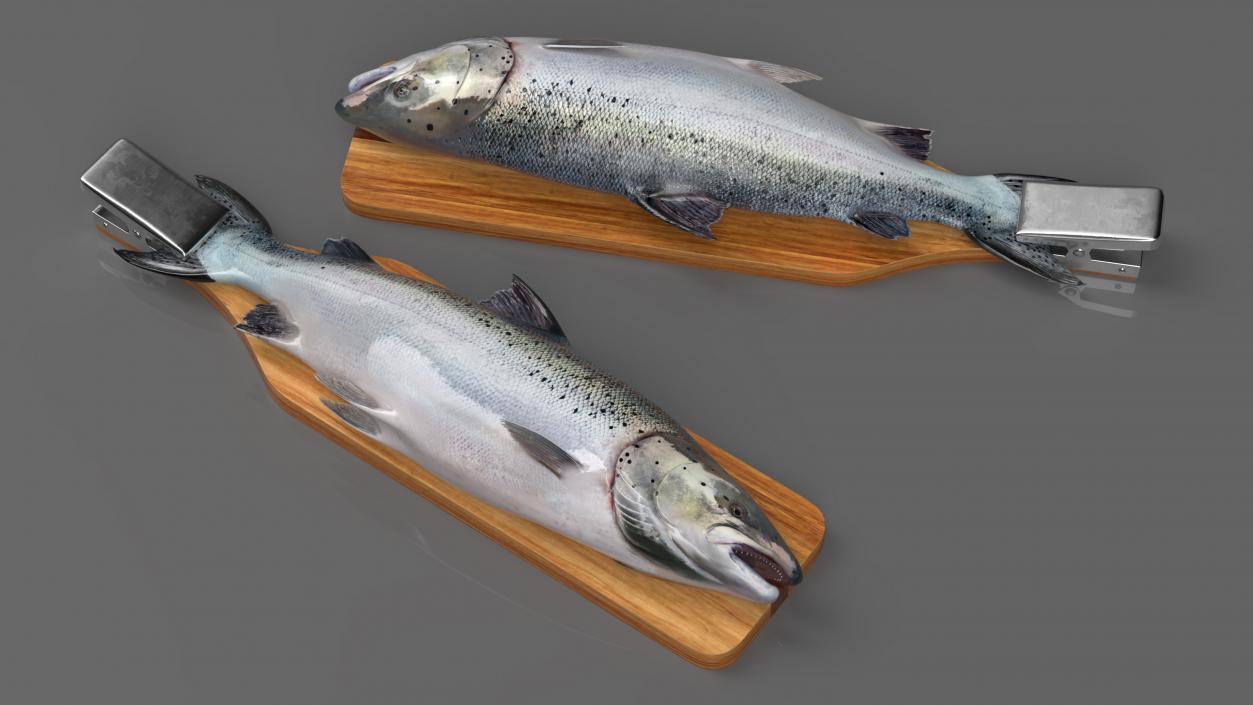 Fillet Board with Salmon 3D model