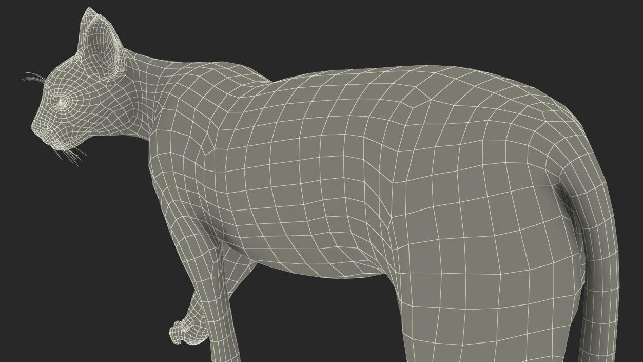 Caracal Cat Walking Pose 3D model