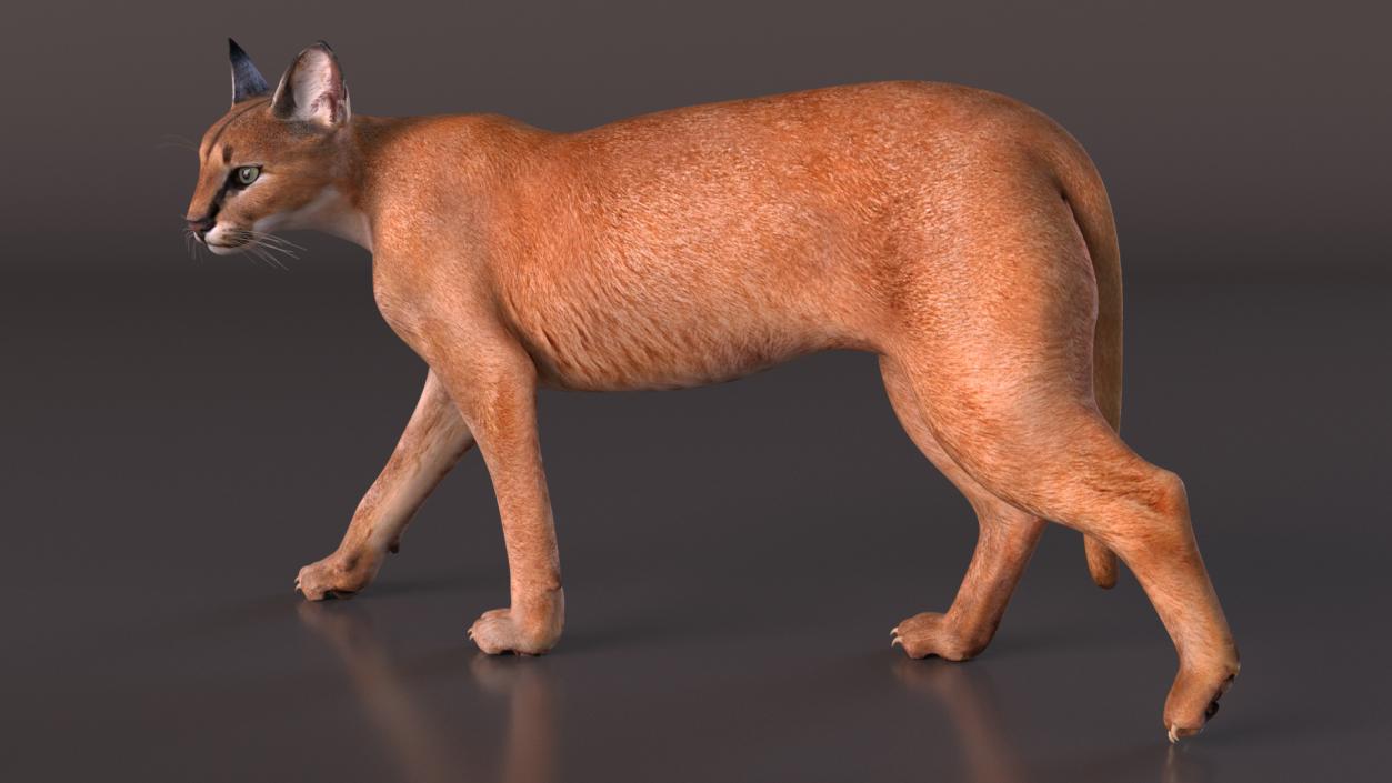 Caracal Cat Walking Pose 3D model