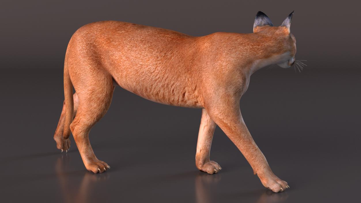 Caracal Cat Walking Pose 3D model