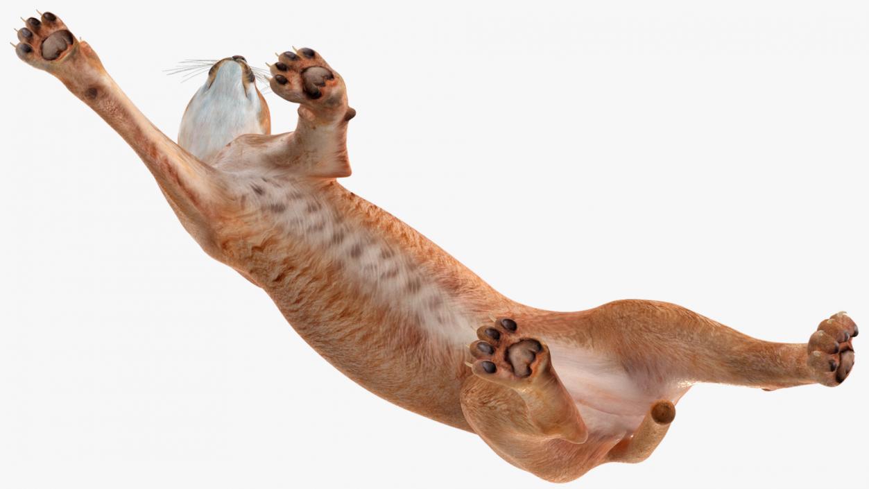 Caracal Cat Walking Pose 3D model