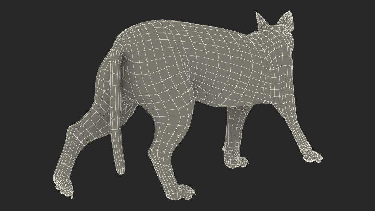 Caracal Cat Walking Pose 3D model