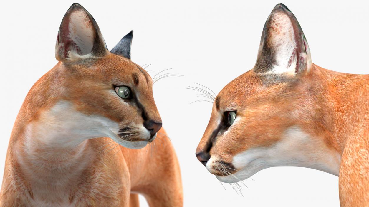 Caracal Cat Walking Pose 3D model