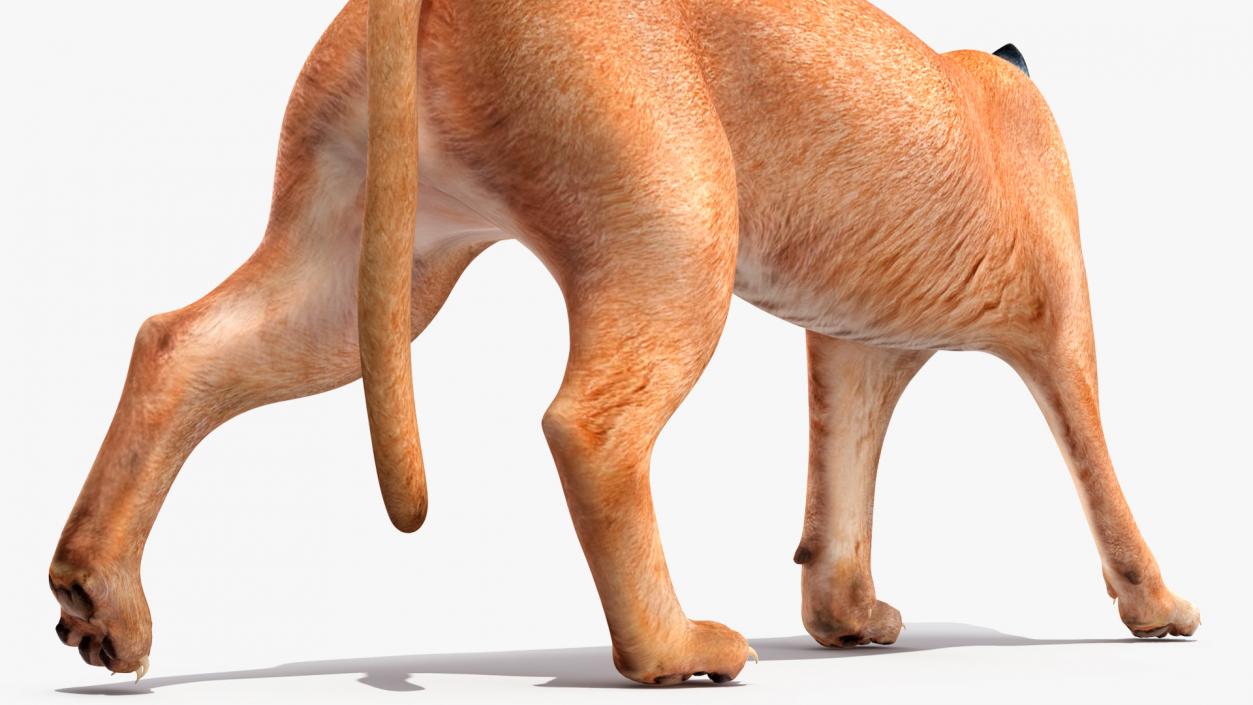 Caracal Cat Walking Pose 3D model