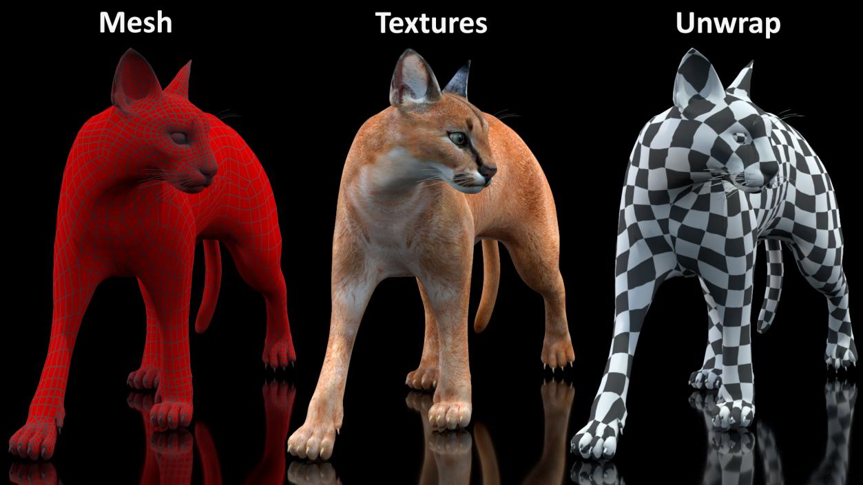 Caracal Cat Walking Pose 3D model