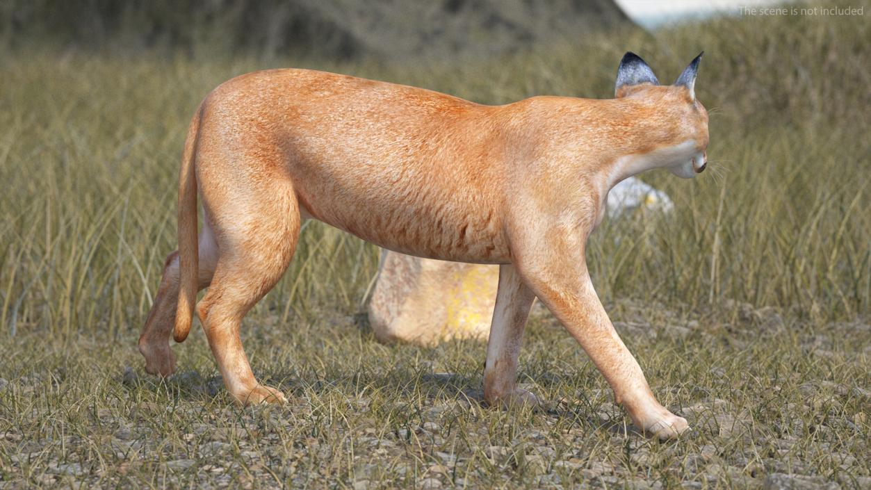 Caracal Cat Walking Pose 3D model