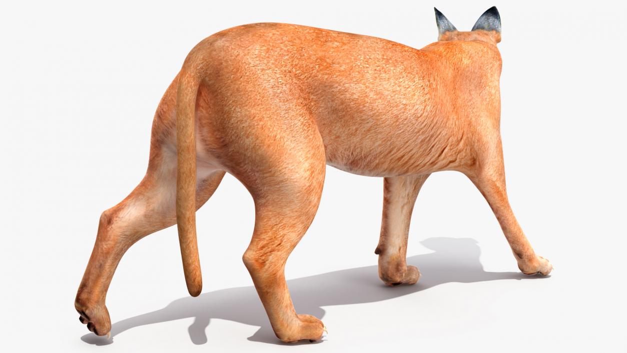 Caracal Cat Walking Pose 3D model