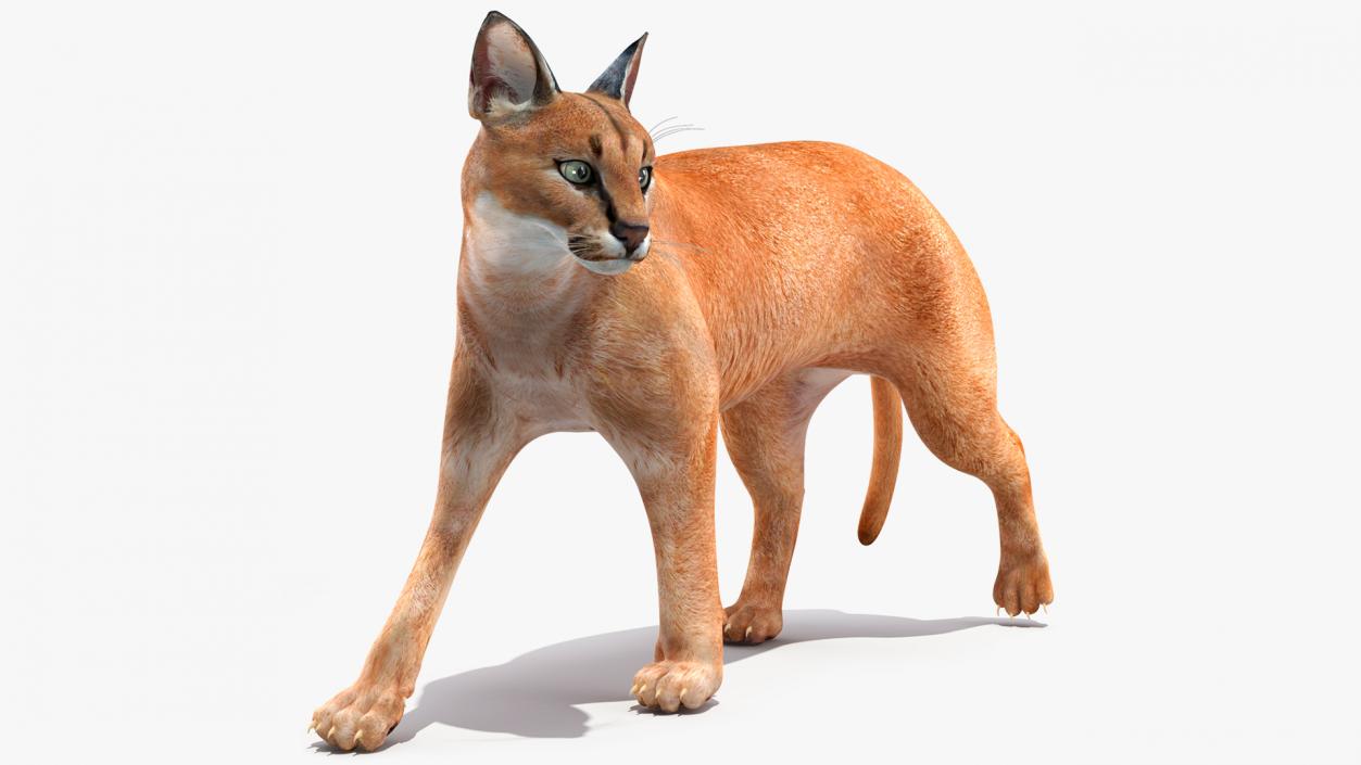 Caracal Cat Walking Pose 3D model