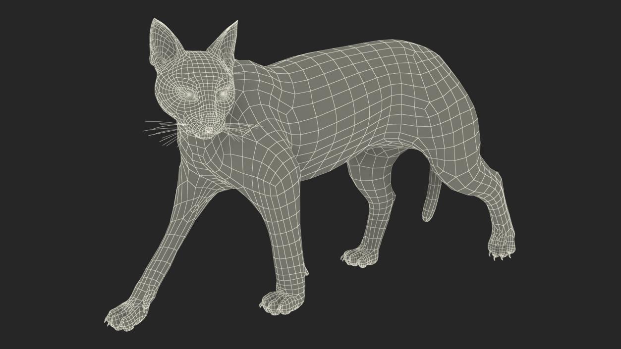 Caracal Cat Walking Pose 3D model