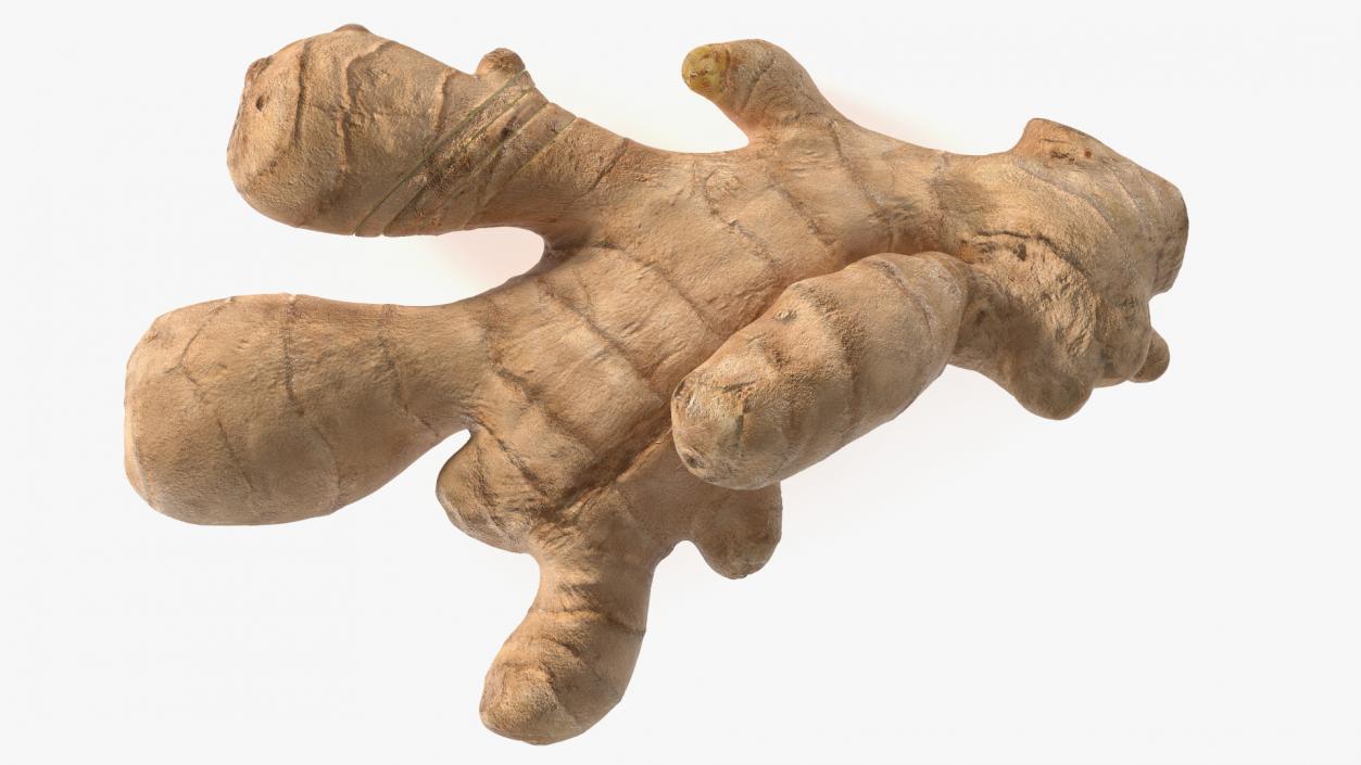 3D Ginger With Sliced Part model