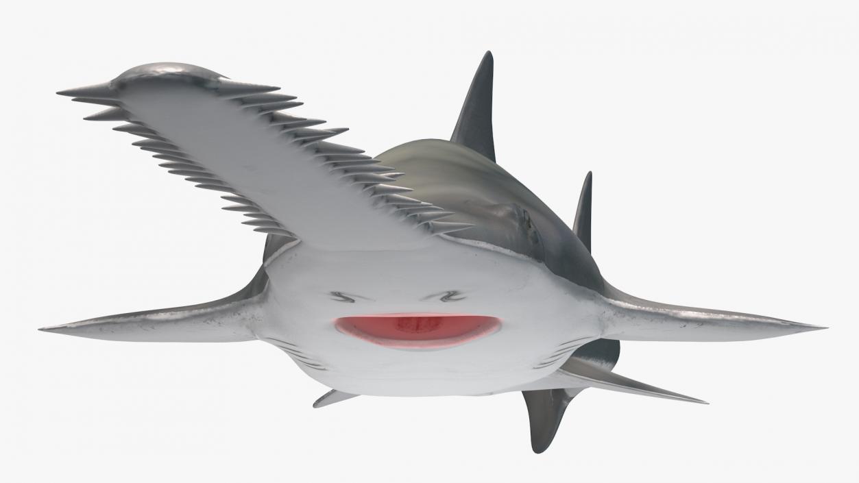 Sawfish Attack Pose 3D model