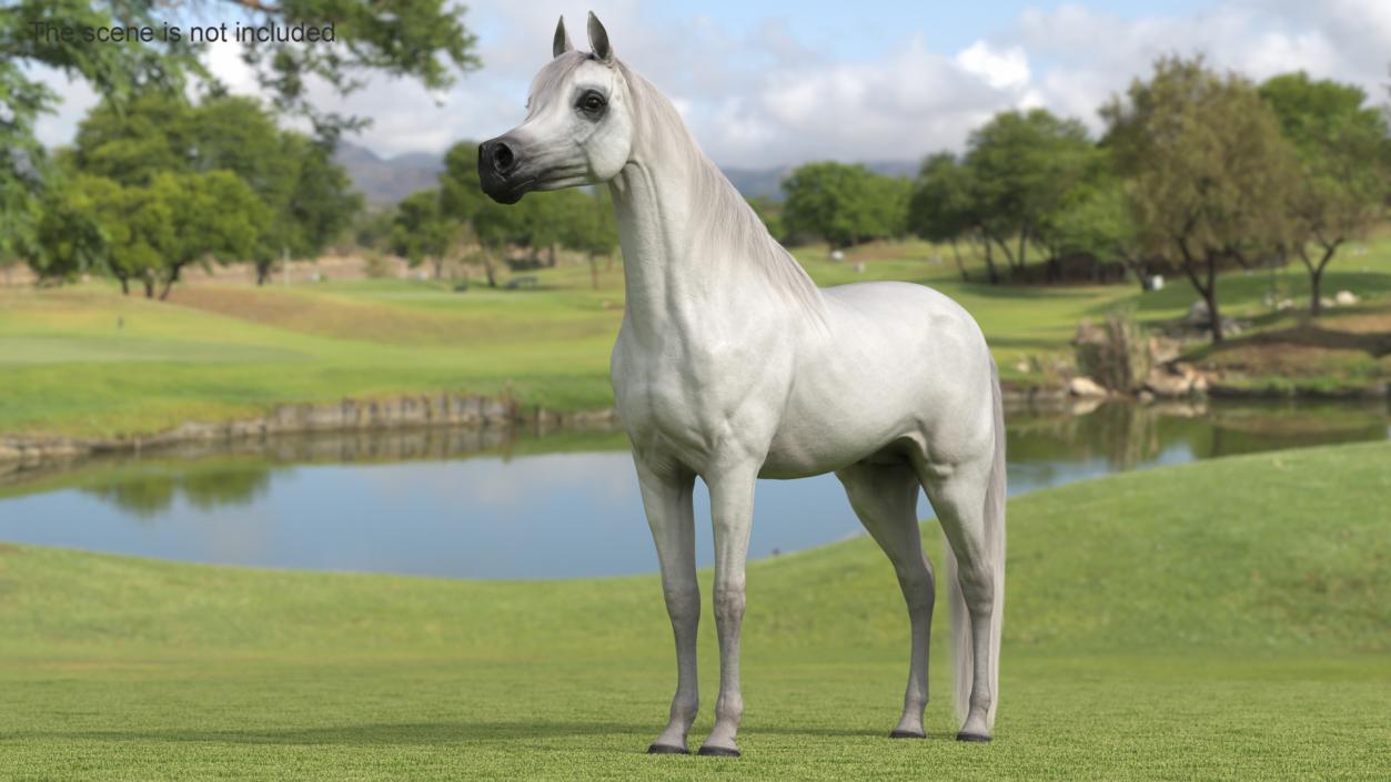 3D model Arabian Horse White Fur Rigged