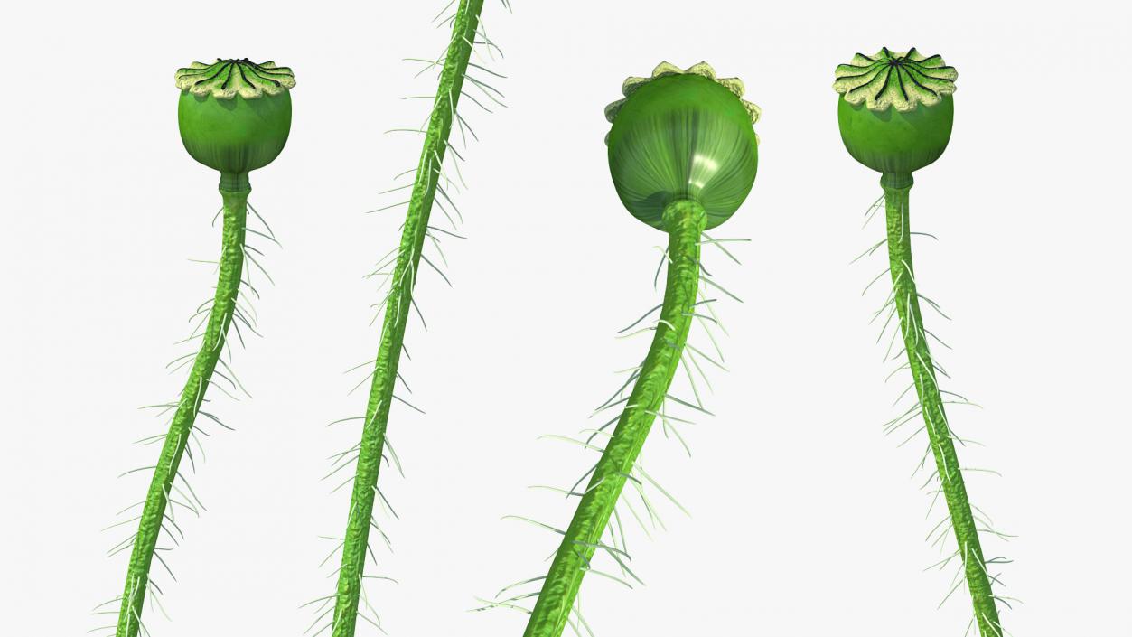 3D model Young Poppy Flower Sprout