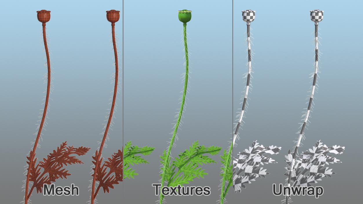 3D model Young Poppy Flower Sprout