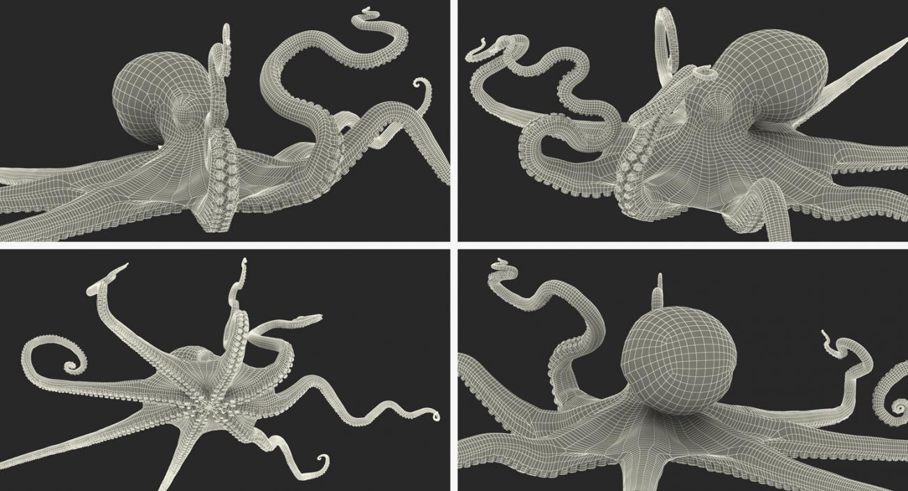 3D Octopus Vulgaris Rigged model