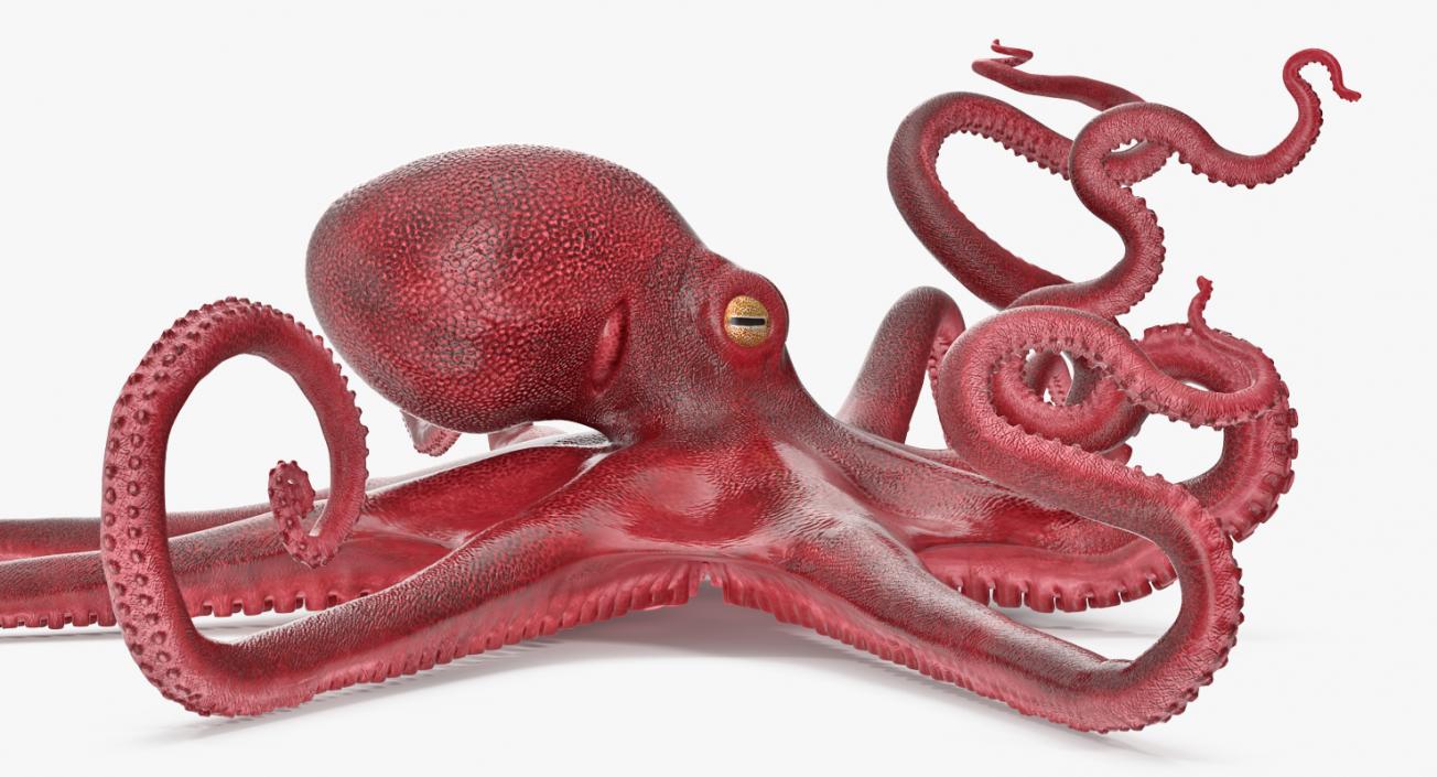 3D Octopus Vulgaris Rigged model