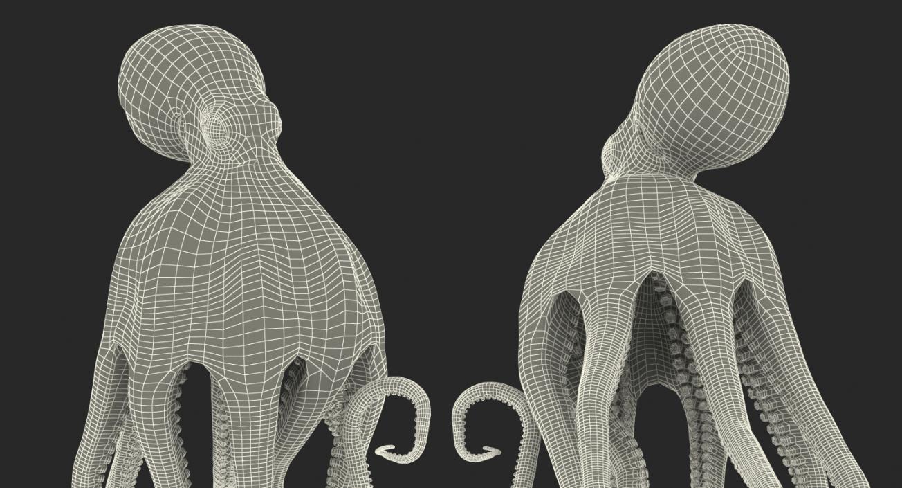 3D Octopus Vulgaris Rigged model