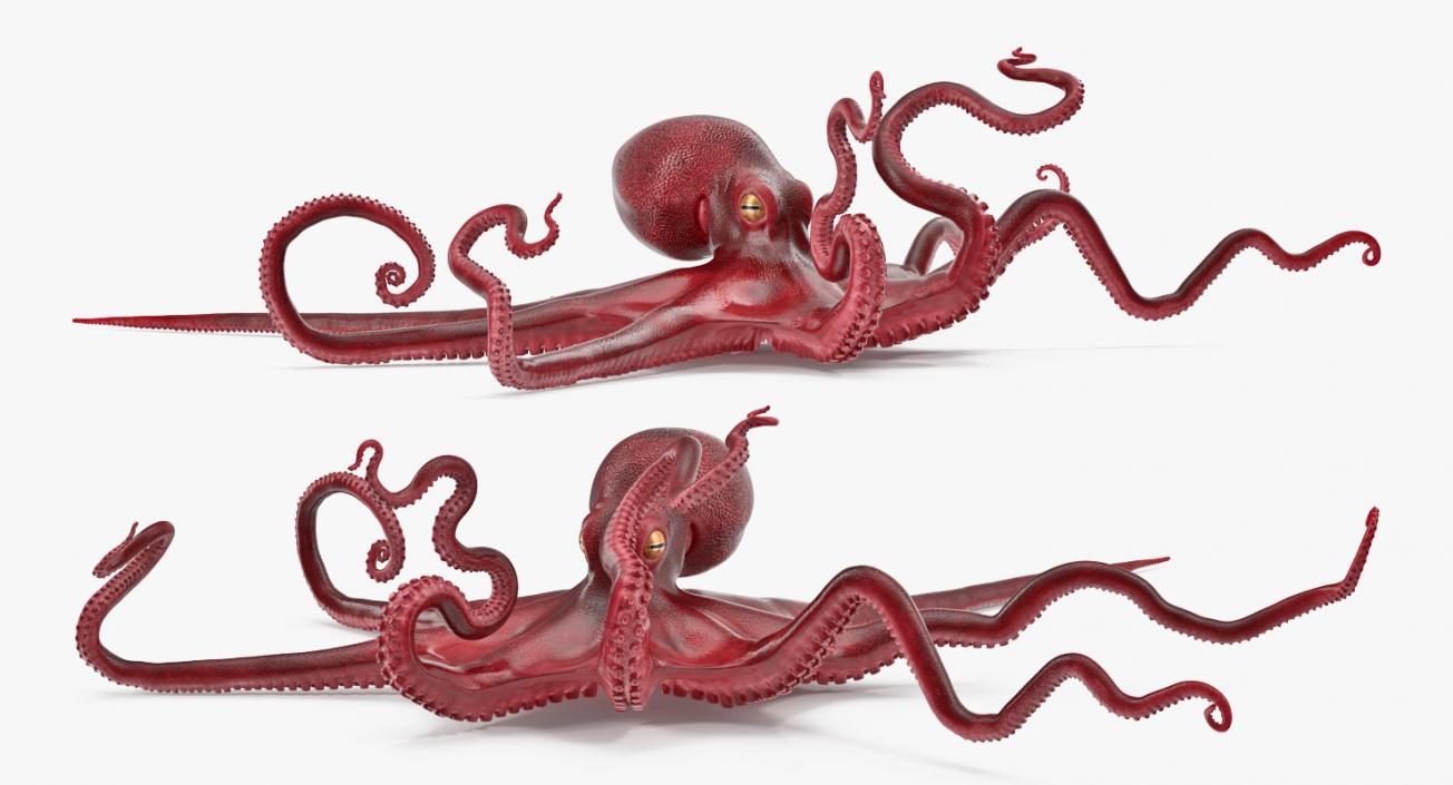 3D Octopus Vulgaris Rigged model