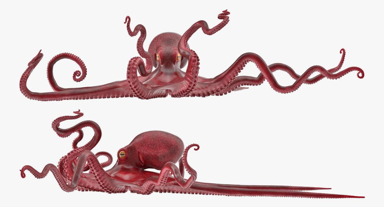 3D Octopus Vulgaris Rigged model