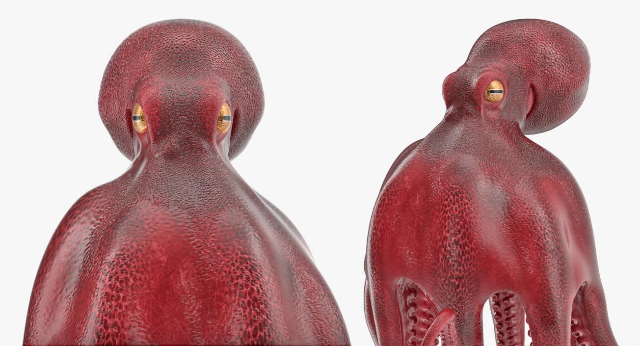 3D Octopus Vulgaris Rigged model