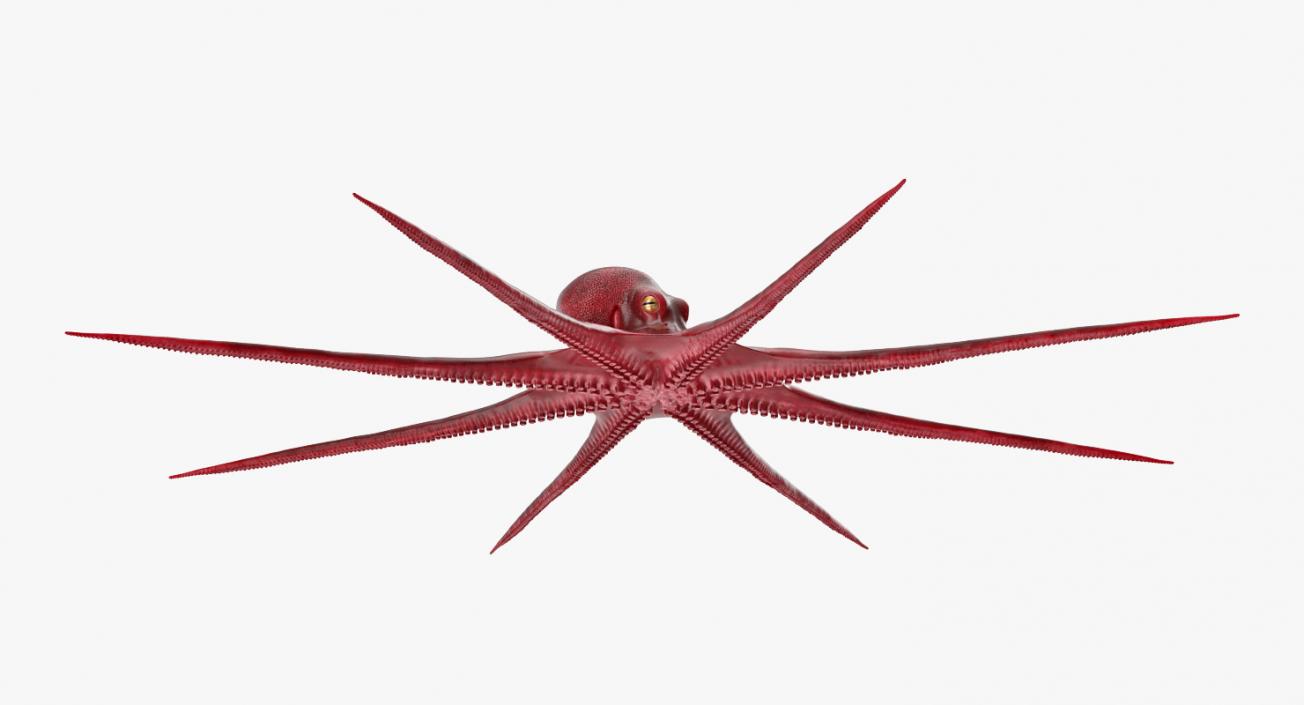 3D Octopus Vulgaris Rigged model