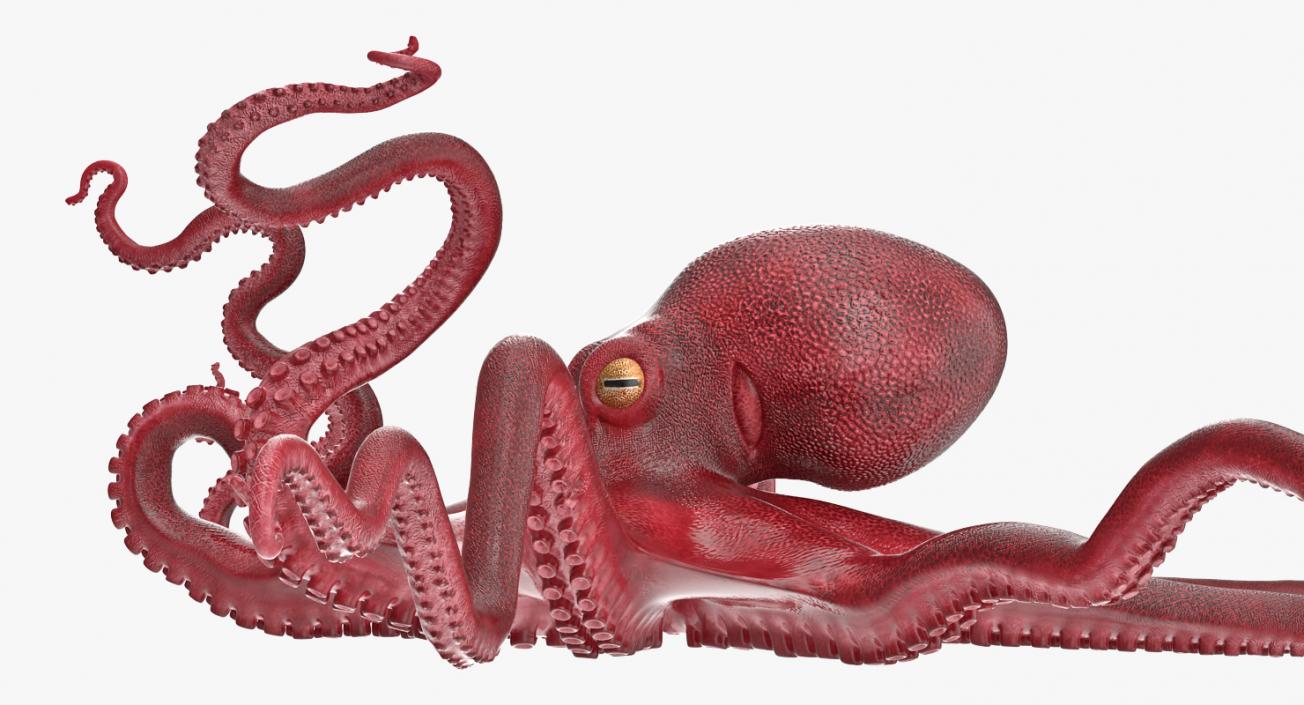 3D Octopus Vulgaris Rigged model