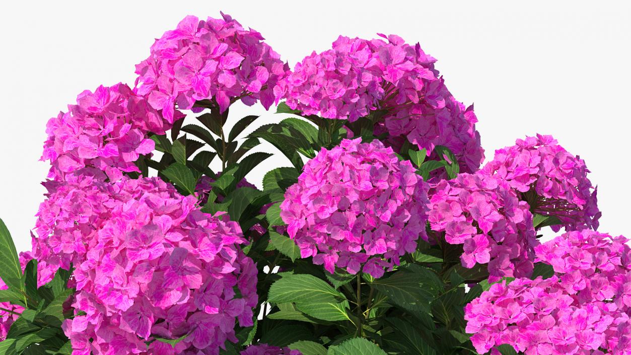 3D Hydrangea Macrophylla Pink Annabelle