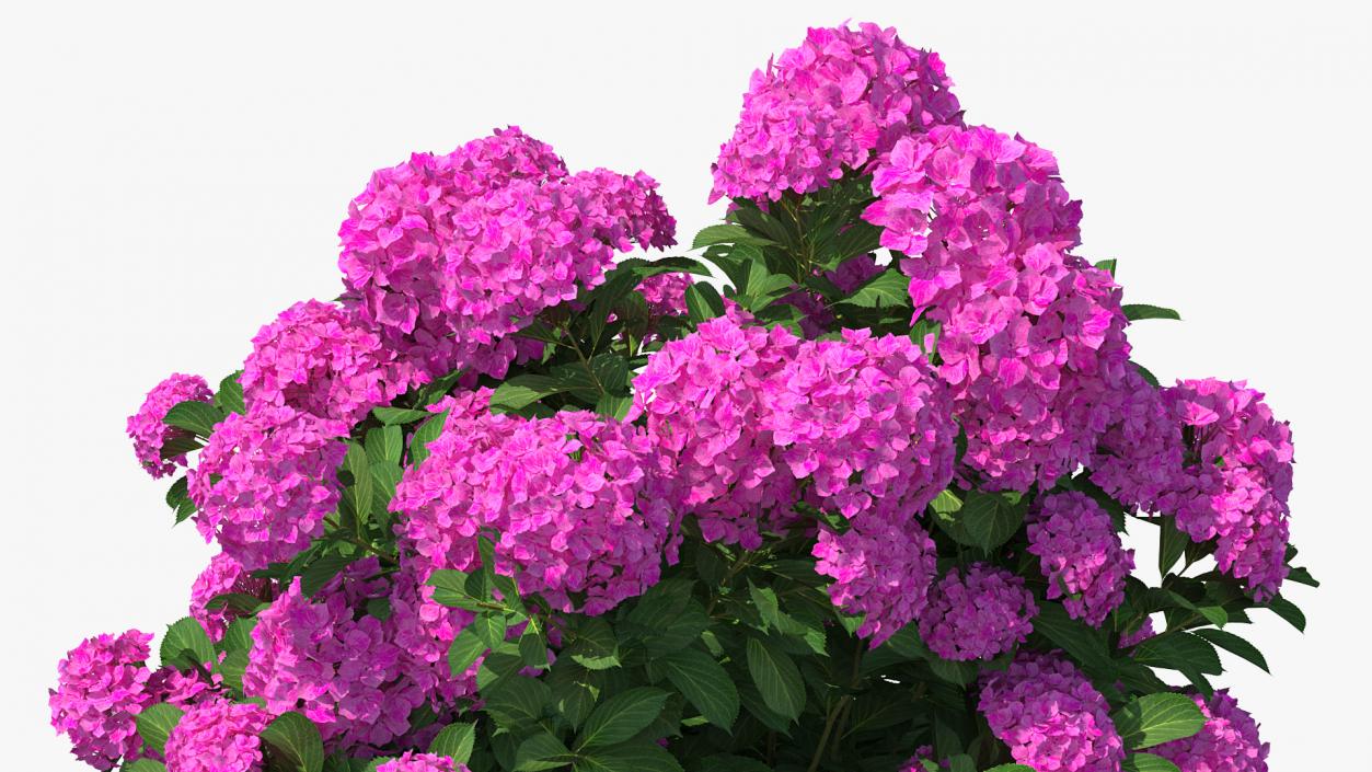 3D Hydrangea Macrophylla Pink Annabelle