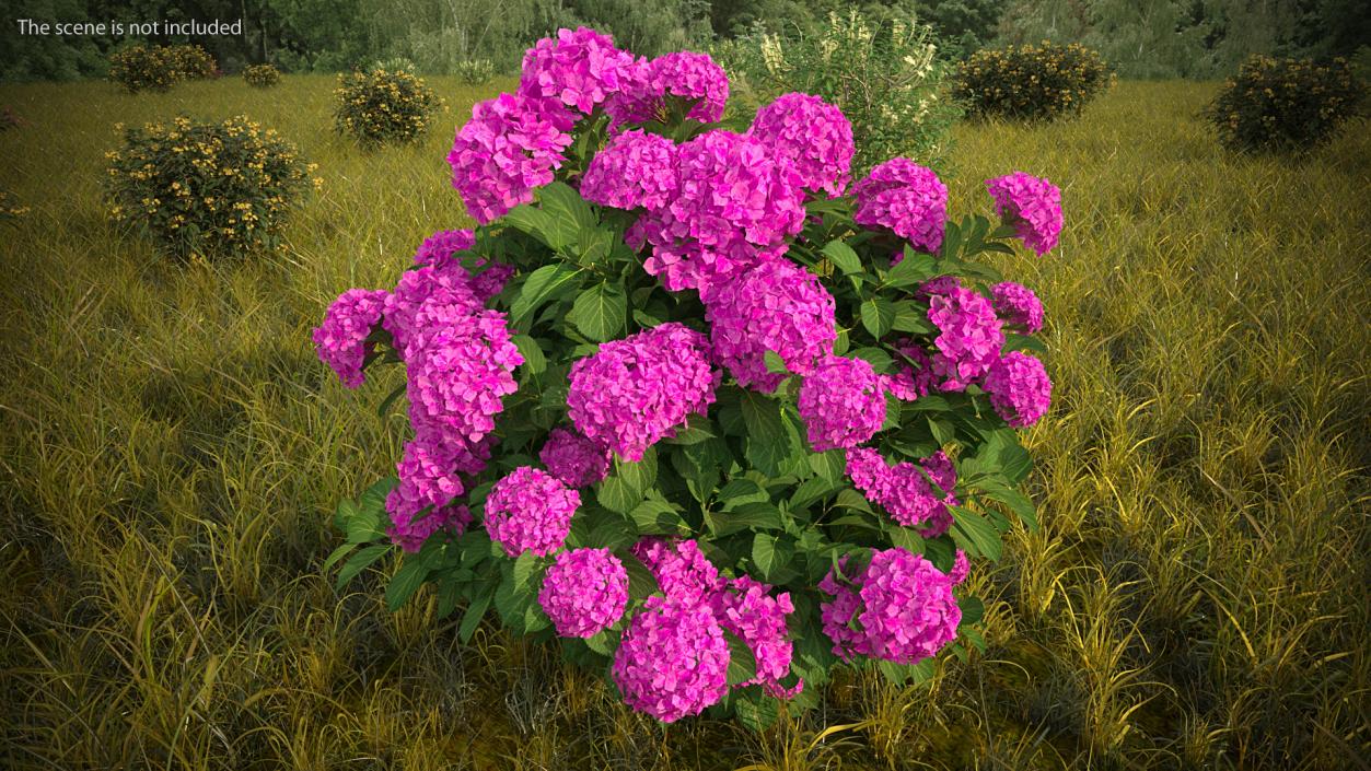 3D Hydrangea Macrophylla Pink Annabelle