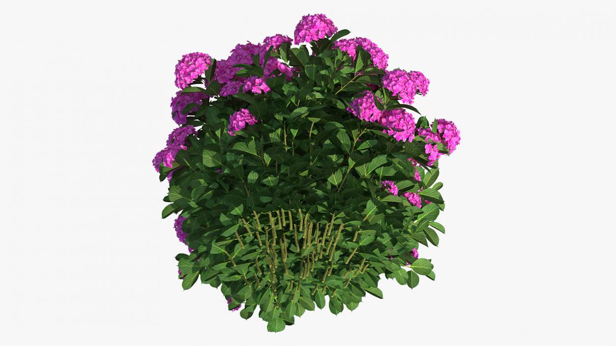 3D Hydrangea Macrophylla Pink Annabelle