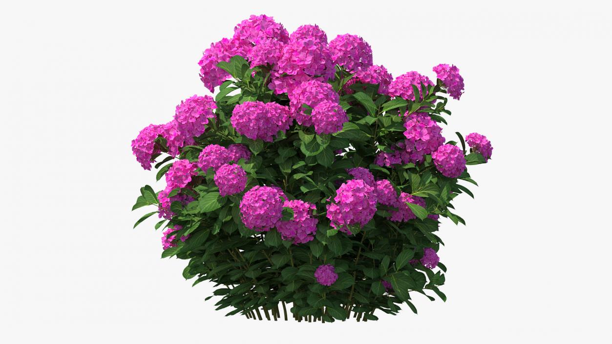 3D Hydrangea Macrophylla Pink Annabelle