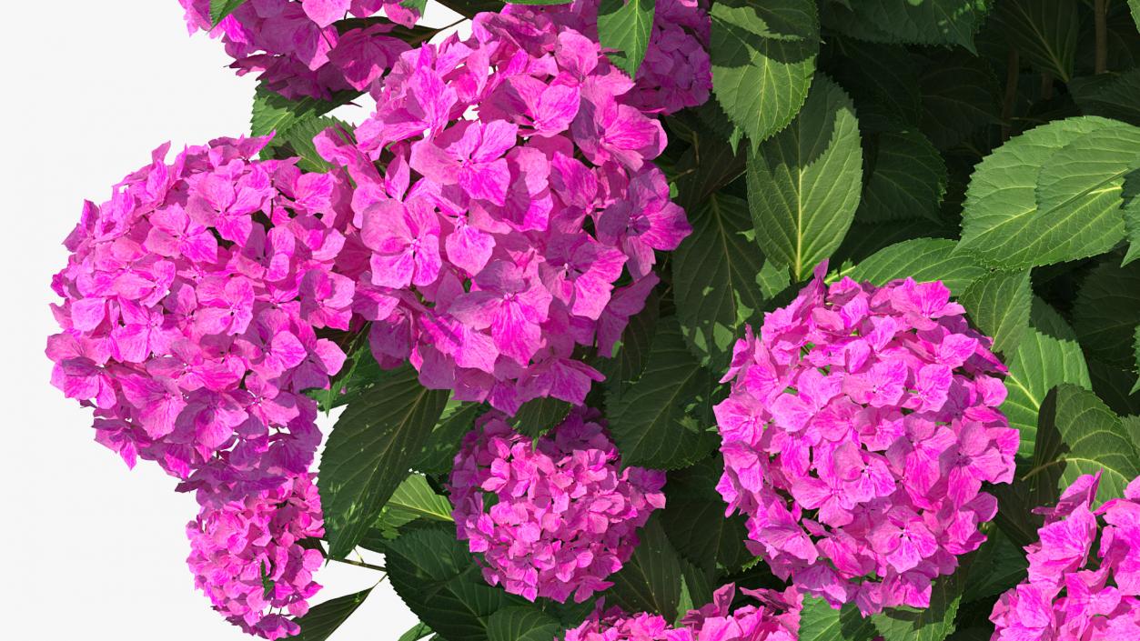 3D Hydrangea Macrophylla Pink Annabelle