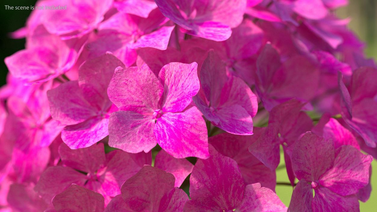 3D Hydrangea Macrophylla Pink Annabelle