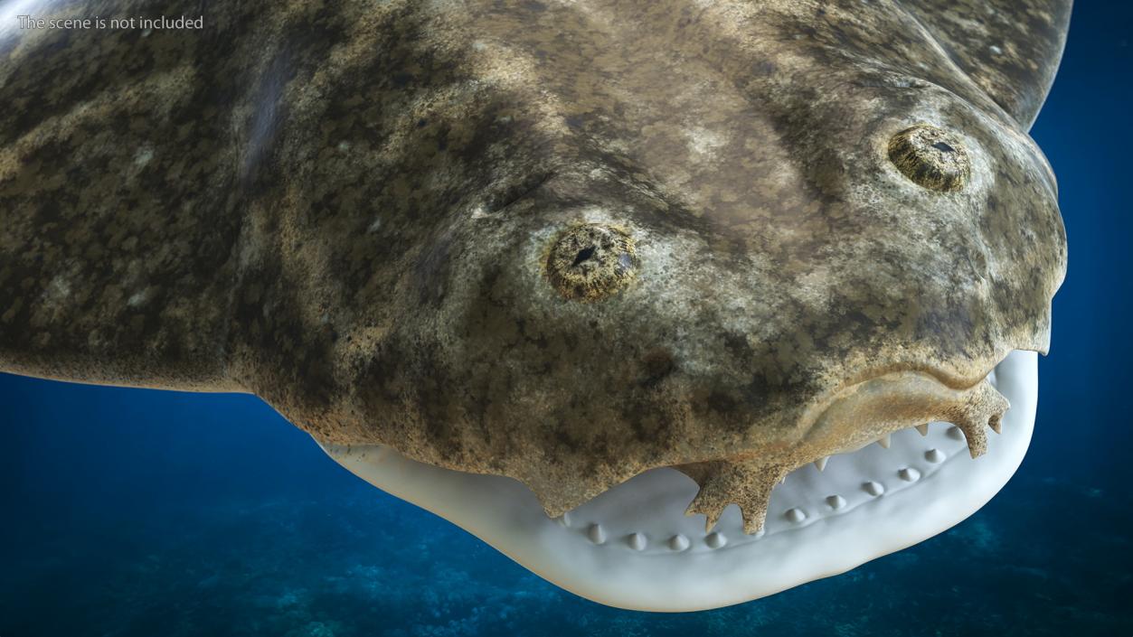 3D Angel Shark