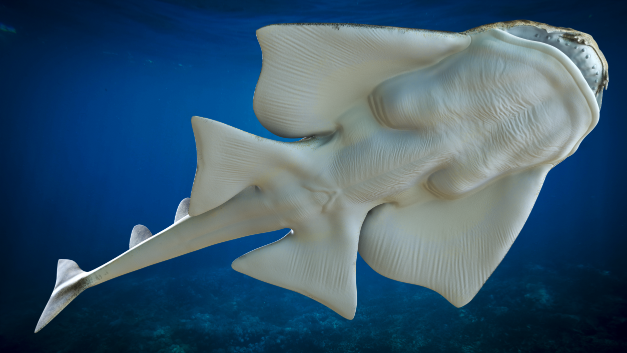 3D Angel Shark