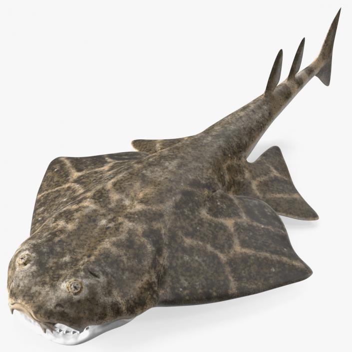 3D Angel Shark