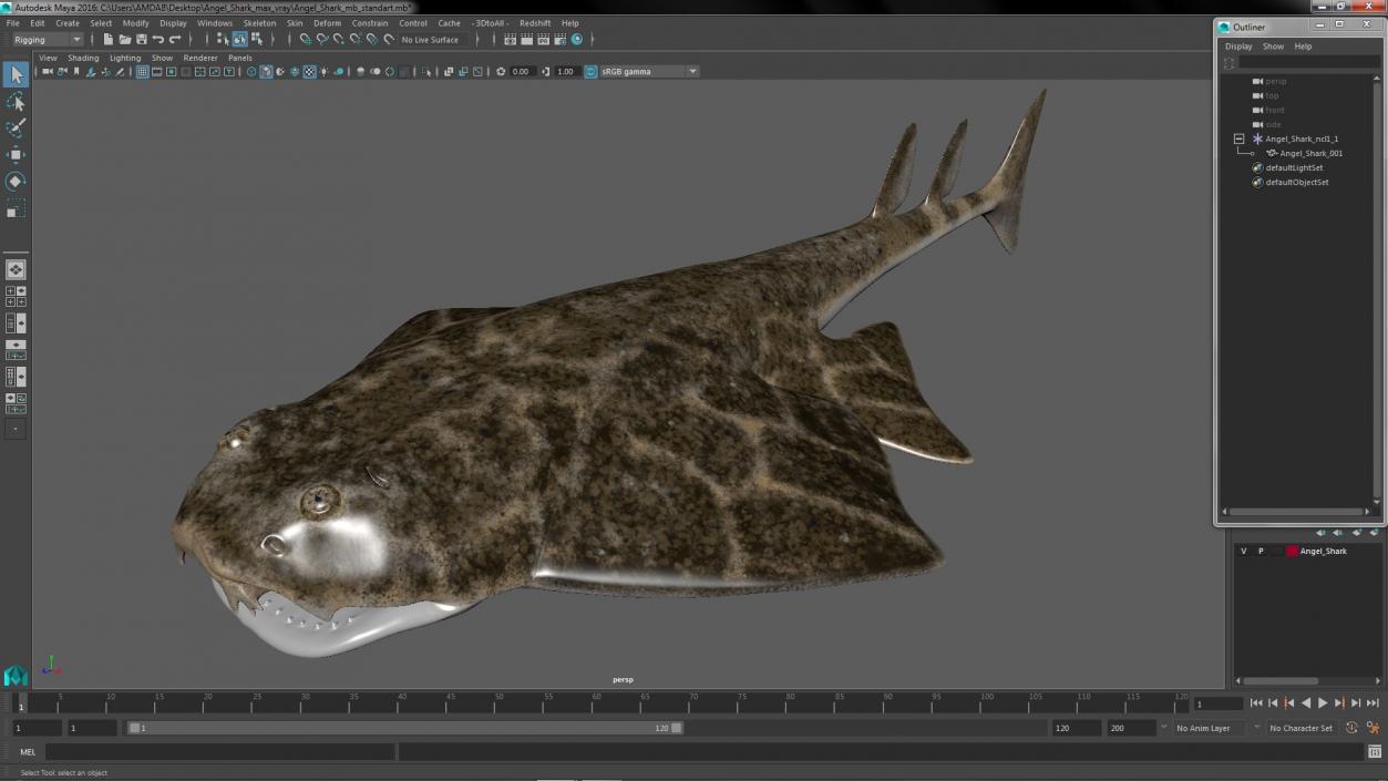 3D Angel Shark