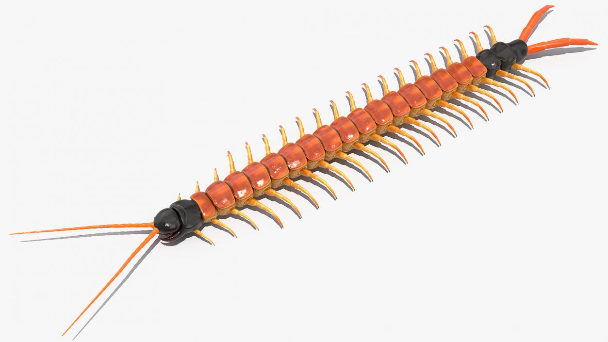 3D Scolopendra Heros Arizona Giant Centipede Rigged model