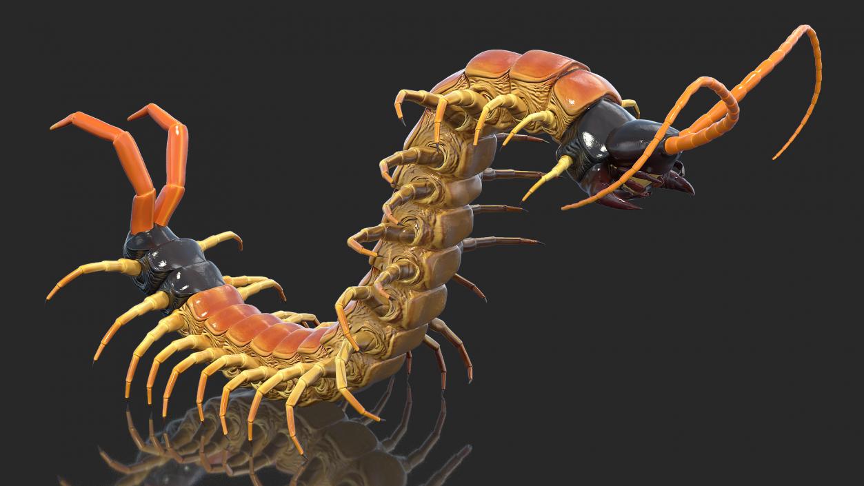 3D Scolopendra Heros Arizona Giant Centipede Rigged model