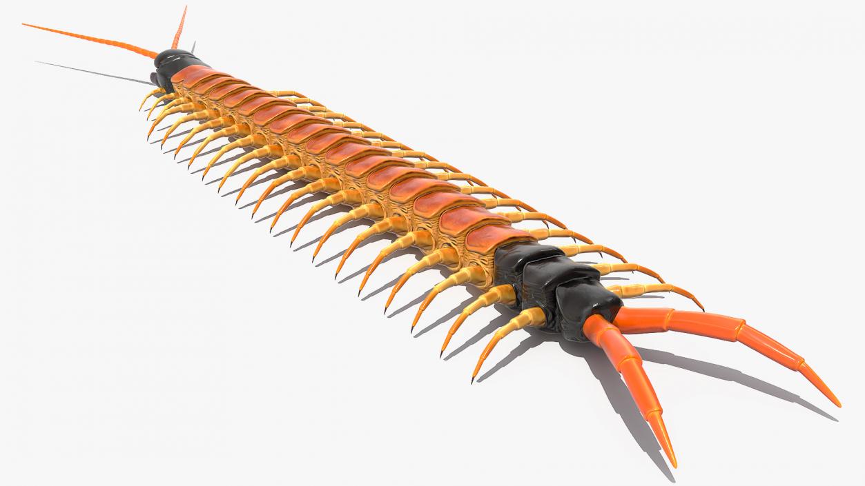 3D Scolopendra Heros Arizona Giant Centipede Rigged model