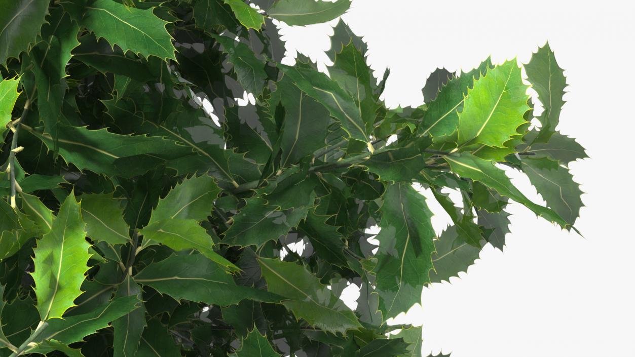 Holly Plant Green 3D