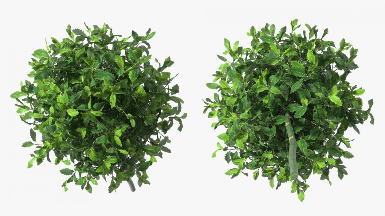 Holly Plant Green 3D