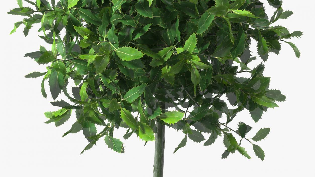 Holly Plant Green 3D