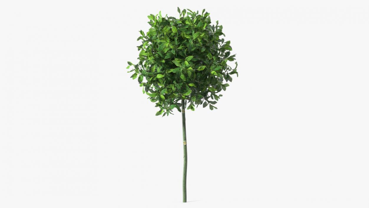 Holly Plant Green 3D