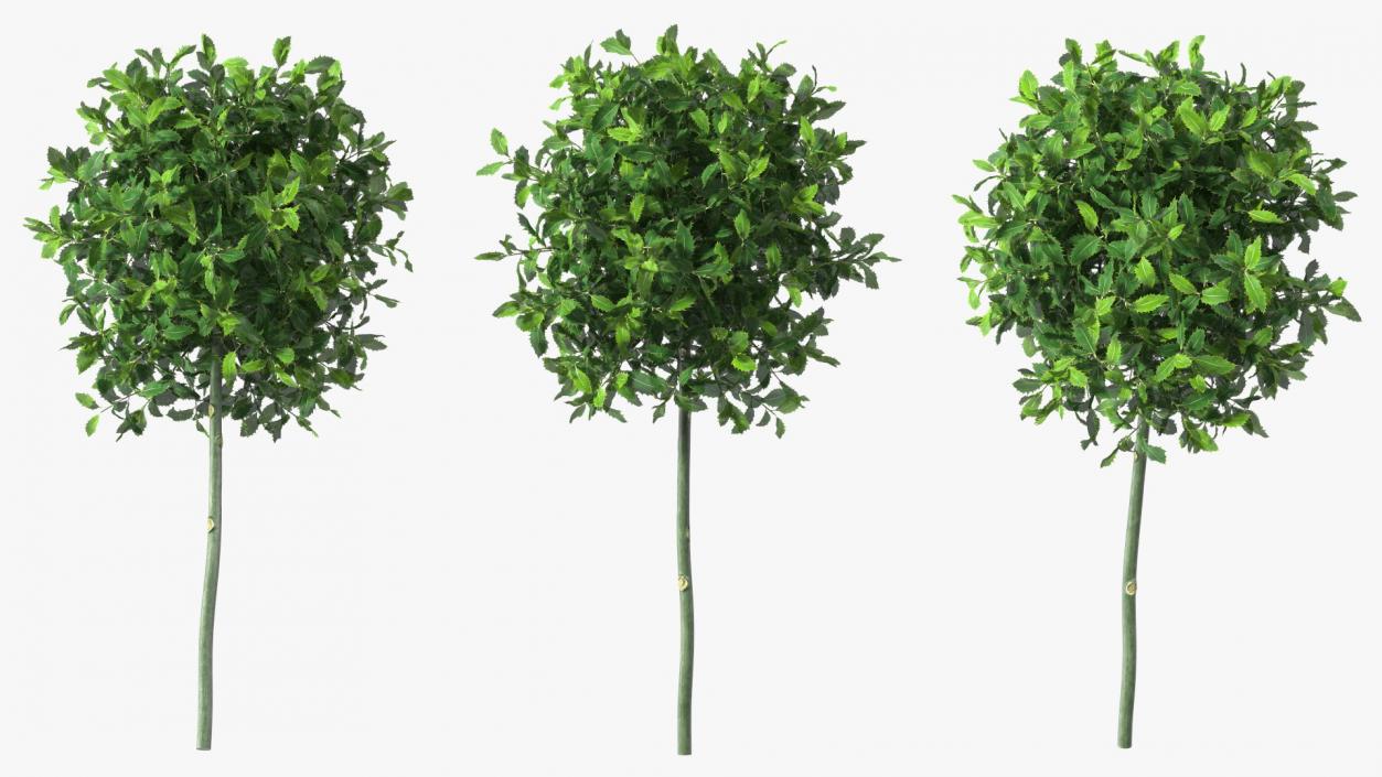 Holly Plant Green 3D