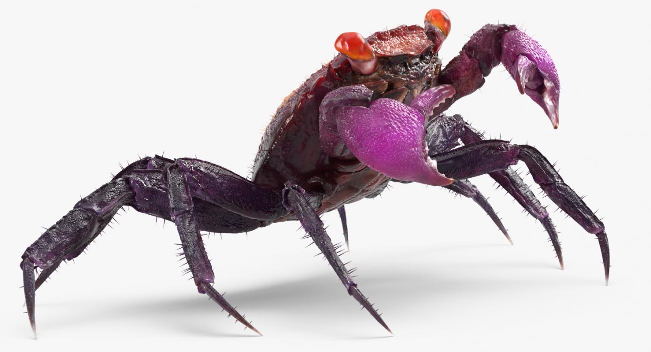 Vampire Crab  Geosesarma Dennerle with Fur 3D