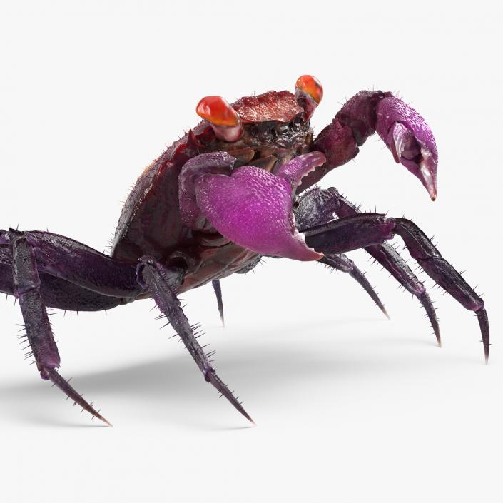 Vampire Crab  Geosesarma Dennerle with Fur 3D