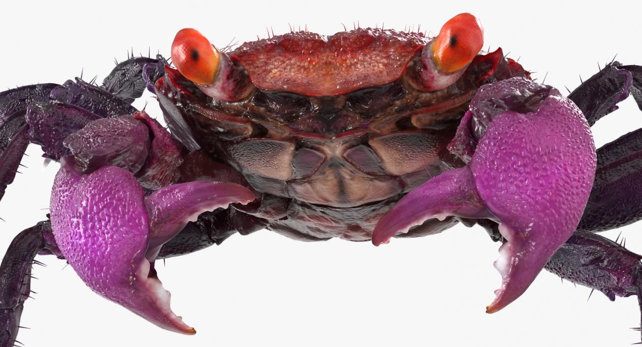 Vampire Crab  Geosesarma Dennerle with Fur 3D